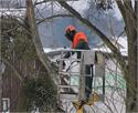 Schaumburg Tree Service